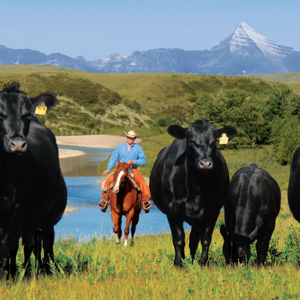 canadian-beef-landscape-circle